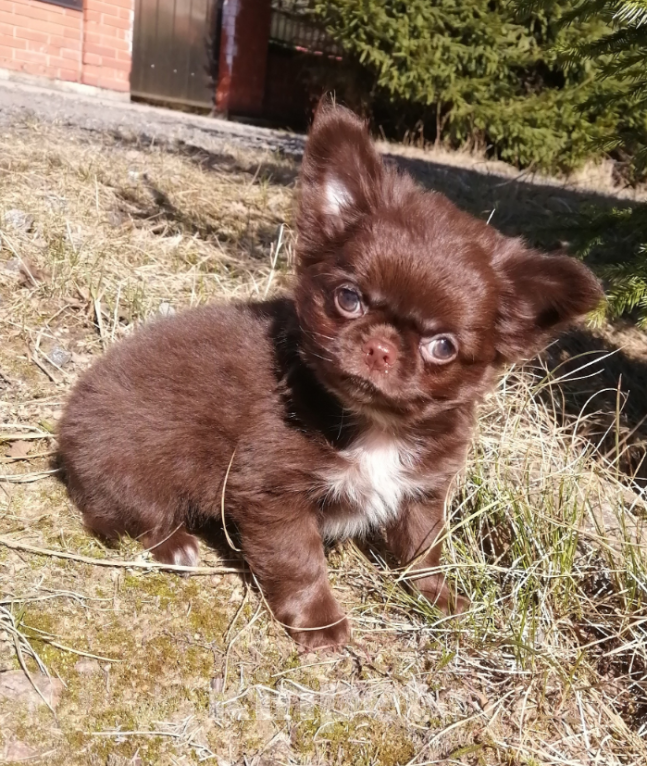 Собаки в Санкт-Петербурге: Чих шоко Мальчик, 45 000 руб. - фото 1