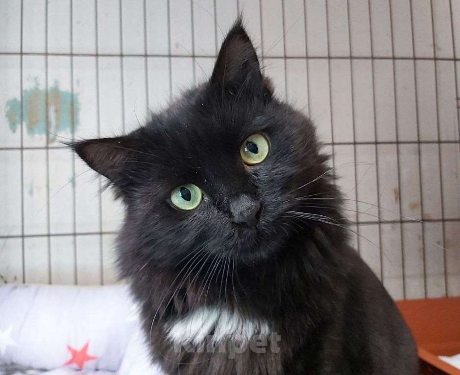 Кошки в Москве: Цицилия Девочка, Бесплатно - фото 3