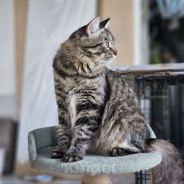 Кошки в Москве: Пушистый котик Филя ищет дом! Мальчик, Бесплатно - фото 2