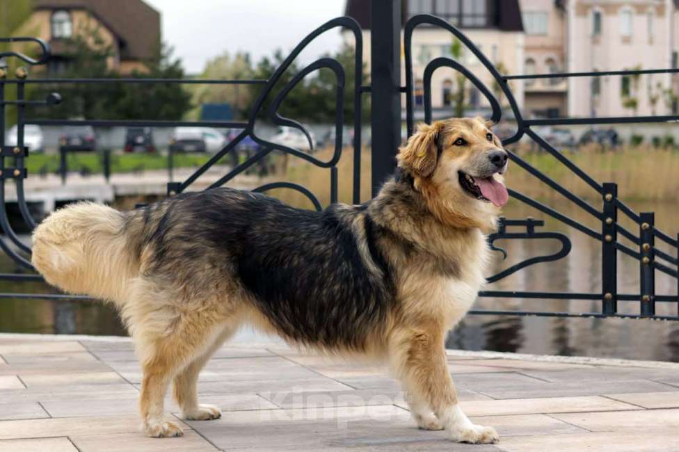 Собаки в Балашихе: Пушистая красотка Паппи в поиске дома Девочка, Бесплатно - фото 2