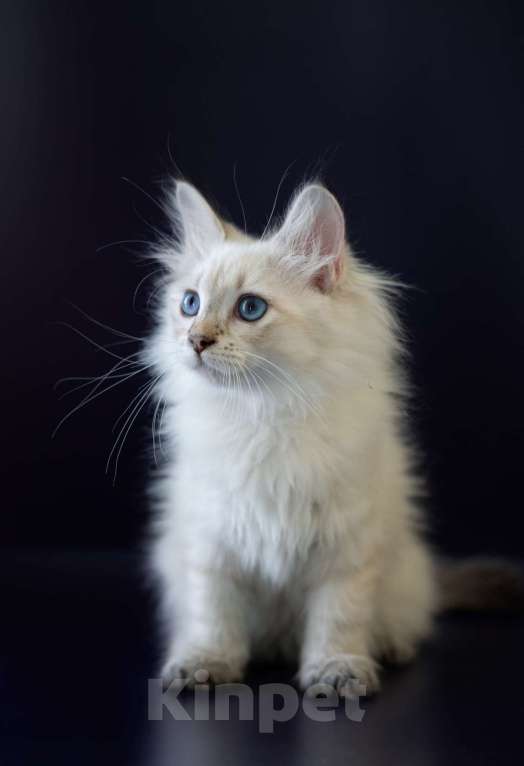 Кошки в Москве: Сибирские котята родословная WCF  чемпионы линии Девочка, 30 000 руб. - фото 4