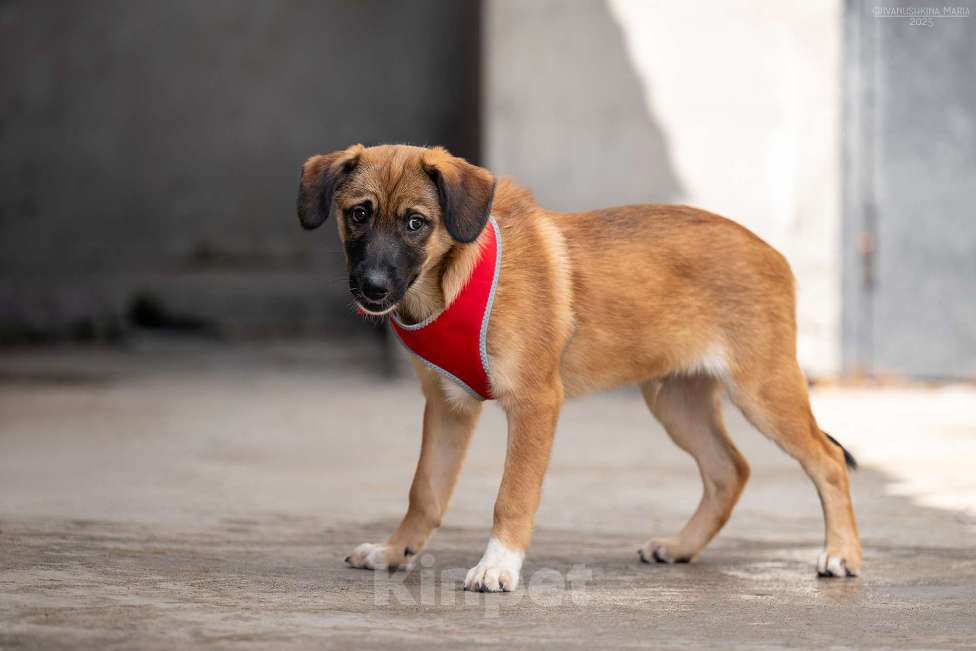 Собаки в Москве: Брауни - ваш сладкий пиражочек Мальчик, Бесплатно - фото 4
