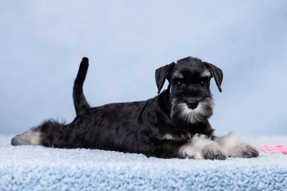 Собаки в Саратове: Щенки цвергшнауцера. Девочки. Девочка, 70 000 руб. - фото 1