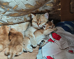 Кошки в других городах Ленинградской области: Британский короткошерстный котенок Разнополые, 30 000 руб. - фото 5