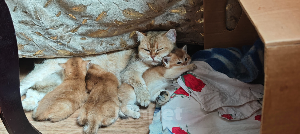 Кошки в других городах Ленинградской области: Британский короткошерстный котенок Разнополые, 30 000 руб. - фото 5
