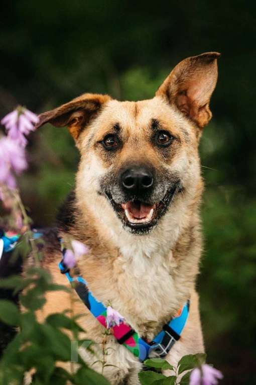 Собаки в Москве: Дёма - неограненный бриллиант, в поиске своего дома! Мальчик, Бесплатно - фото 9