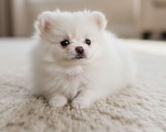 Собаки в Москве: Эксклюзивный Померанский шпиц (малый) | микро | девочка Девочка, 100 000 руб. - фото 1