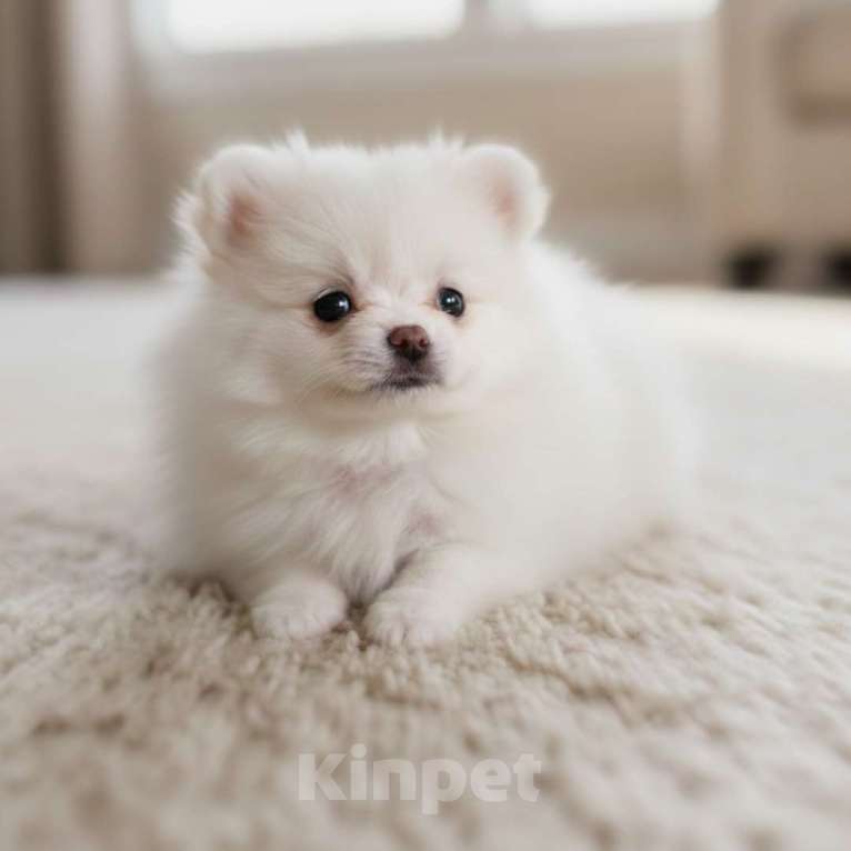 Собаки в Москве: Эксклюзивный Померанский шпиц (малый) | микро | девочка Девочка, 100 000 руб. - фото 1