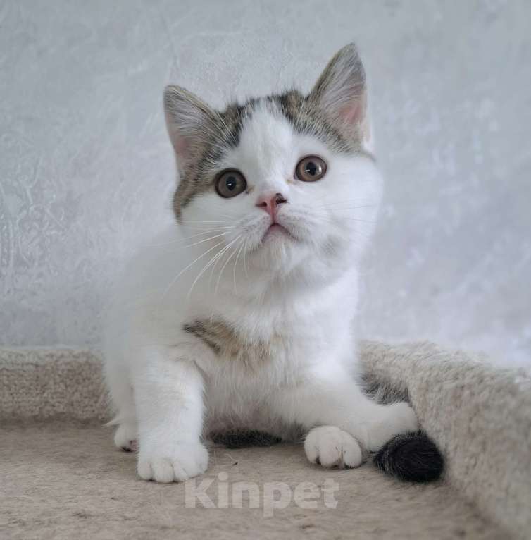 Кошки в Ярославле: Шотландский короткошерстный мальчик Мальчик, 25 000 руб. - фото 8