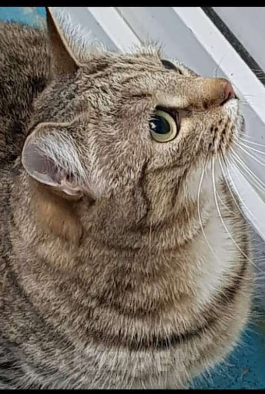 Кошки в Санкт-Петербурге: Ксюша Девочка, 500 руб. - фото 2