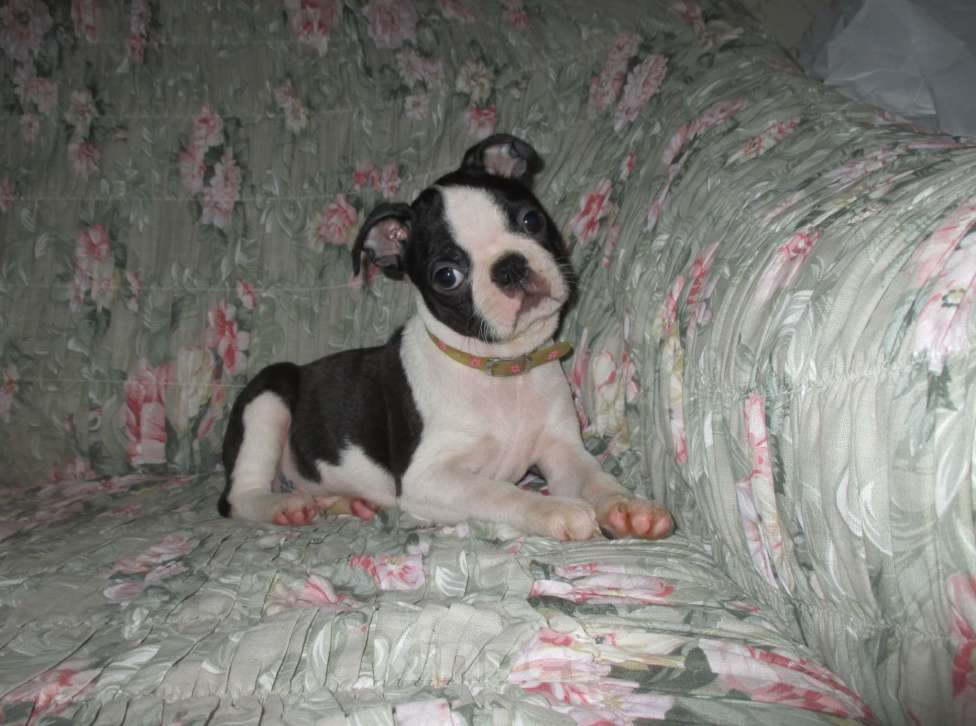 Собаки в Пскове: Мальчик бостон терьер Мальчик, 50 000 руб. - фото 6