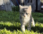 Кошки в Зеленодольске: Мальчик 1 Мальчик, Бесплатно - фото 1
