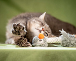 Кошки в Клине: Милош - замурчательный котейка! Мальчик, Бесплатно - фото 4