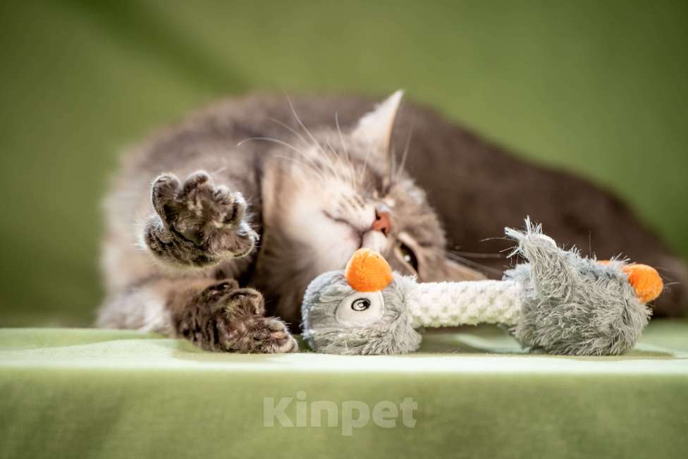 Кошки в Клине: Милош — замурчательный котейка! Мальчик, Бесплатно - фото 4