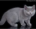 Кошки в Ливны: Котята Британские, 50 000 руб. - фото 7