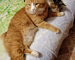 Кошки в Колпашево: Курильский бобтэйл, 1 руб. - фото 2
