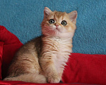 Кошки в Клине: Котик золотая шиншилла Мальчик, 25 000 руб. - фото 2