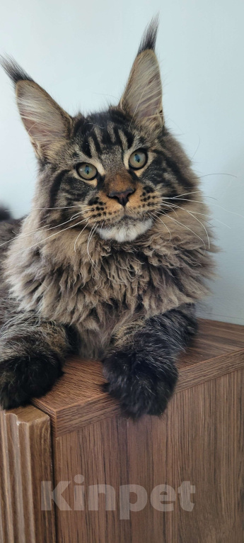 Кошки в Москве: Мейн-кун чёрный тигр Мальчик, 60 000 руб. - фото 2