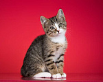 Кошки в Москве: Веселый котенок Дейл ищет дом Мальчик, 1 руб. - фото 2