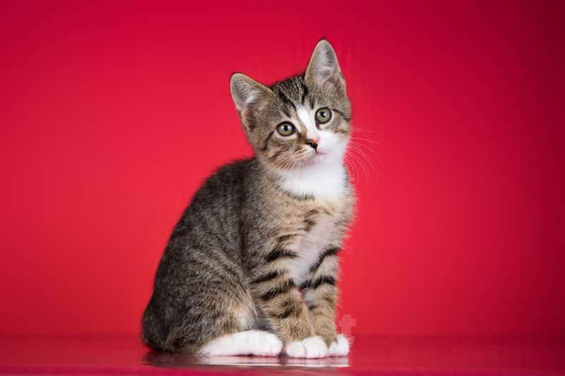 Кошки в Москве: Веселый котенок Дейл ищет дом Мальчик, 1 руб. - фото 2