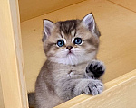 Кошки в Астрахани: Риддик, кот Мальчик, Бесплатно - фото 3