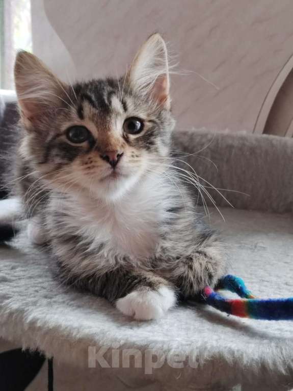 Кошки в других городах Ленинградской области: Отдам котёнка в хорошие руки Мальчик, Бесплатно - фото 2