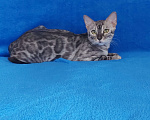 Кошки в Москве: Бенгальский кот Мальчик, Бесплатно - фото 3