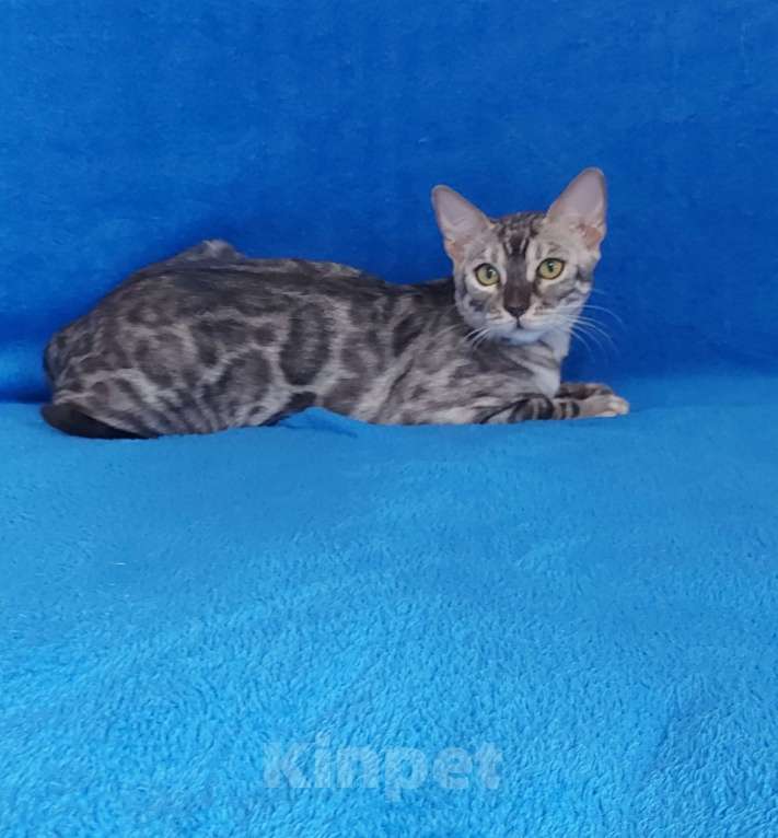 Кошки в Москве: Бенгальский кот Мальчик, Бесплатно - фото 3
