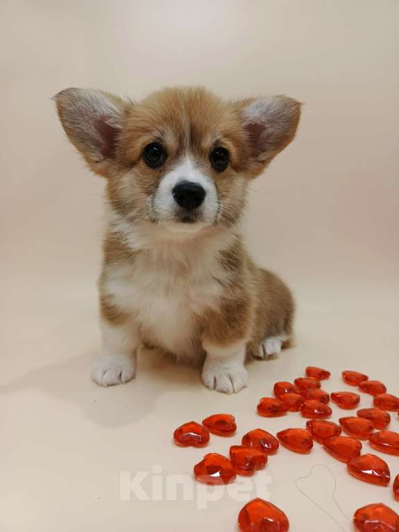 Собаки в Москве: Чипса. Щенок вельш корги пемброк  Девочка, 60 000 руб. - фото 7
