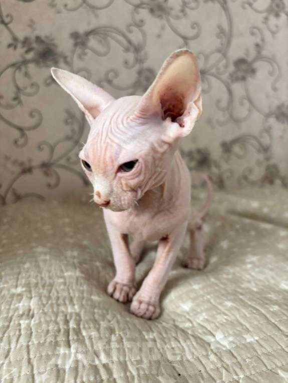 Кошки в Люберцах: Продам котенка Мальчик, 10 000 руб. - фото 3