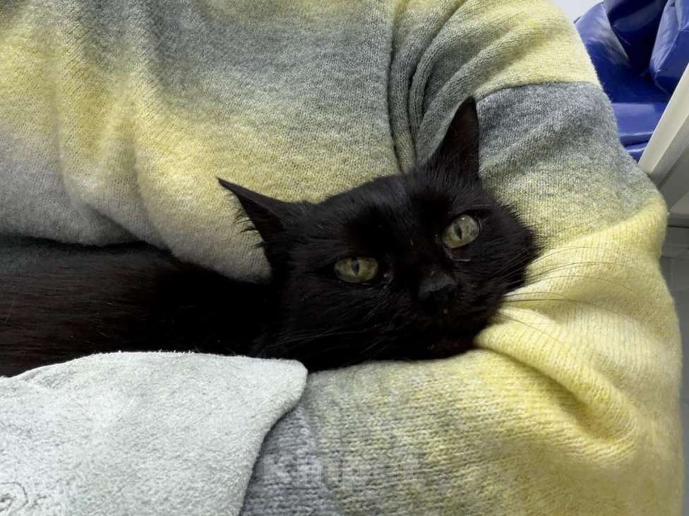 Кошки в Москве: Трогательная кошечка Картоха в добрые руки! Девочка, Бесплатно - фото 3