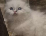 Кошки в Москве: Чуденейшая девочка Рэгдолл Девочка, 65 000 руб. - фото 1