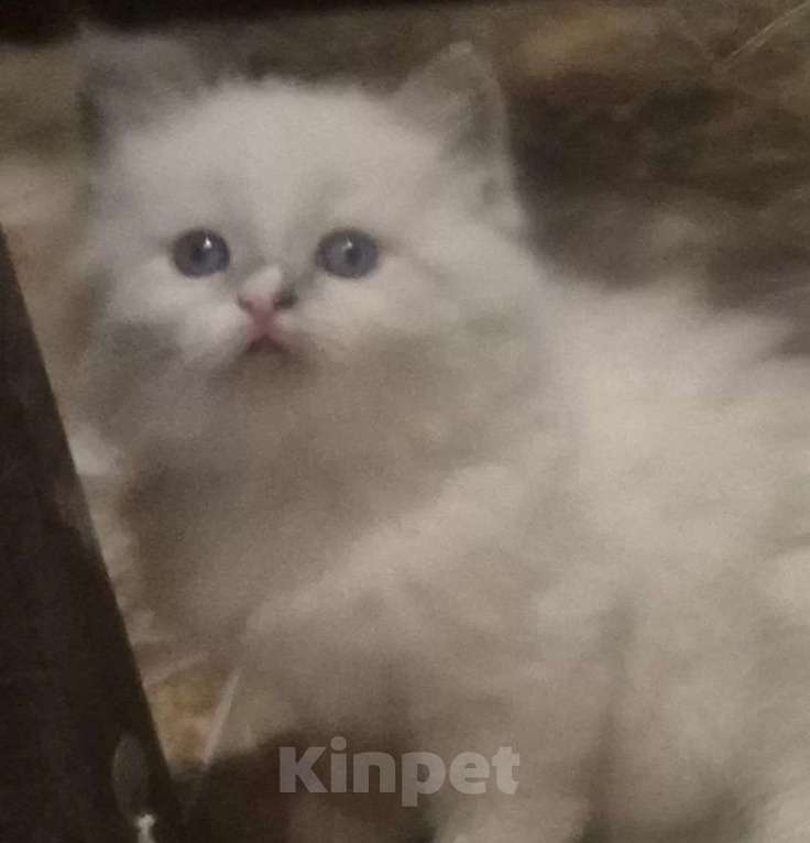 Кошки в Москве: Чуденейшая девочка Рэгдолл Девочка, 65 000 руб. - фото 1