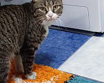 Кошки в Шахте: Потерялся кот Коржик Мальчик, 5 руб. - фото 2