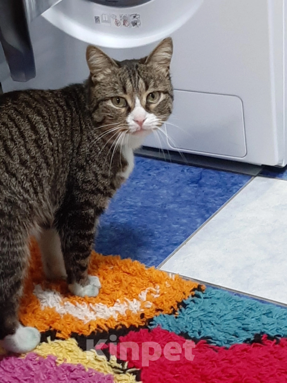 Кошки в Шахте: Потерялся кот Коржик Мальчик, 5 руб. - фото 2