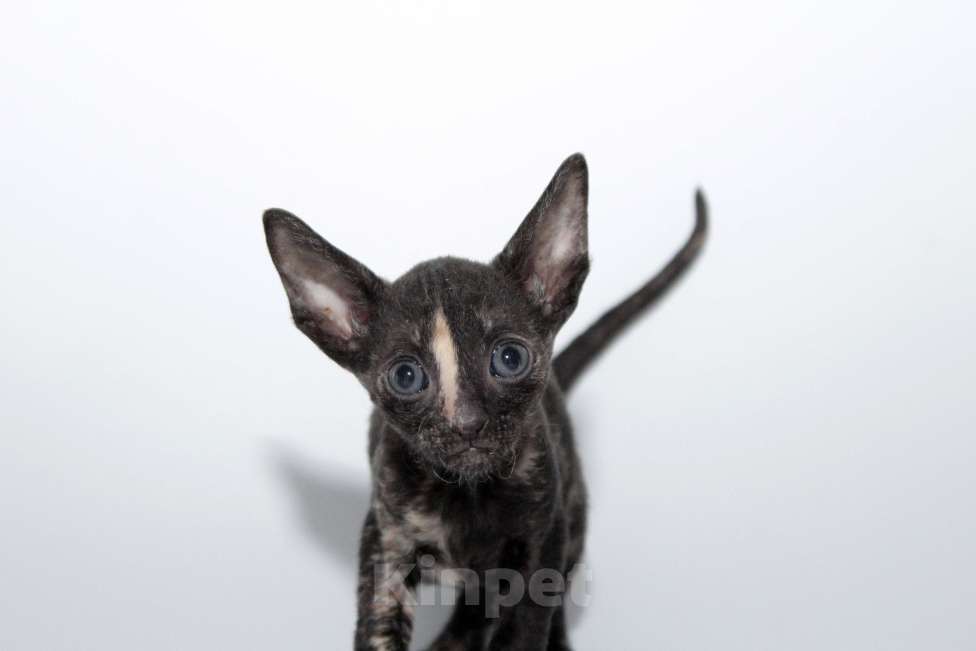 Кошки в Москве: малыши к резервированию. питомник Корнелита Девочка, 70 000 руб. - фото 4