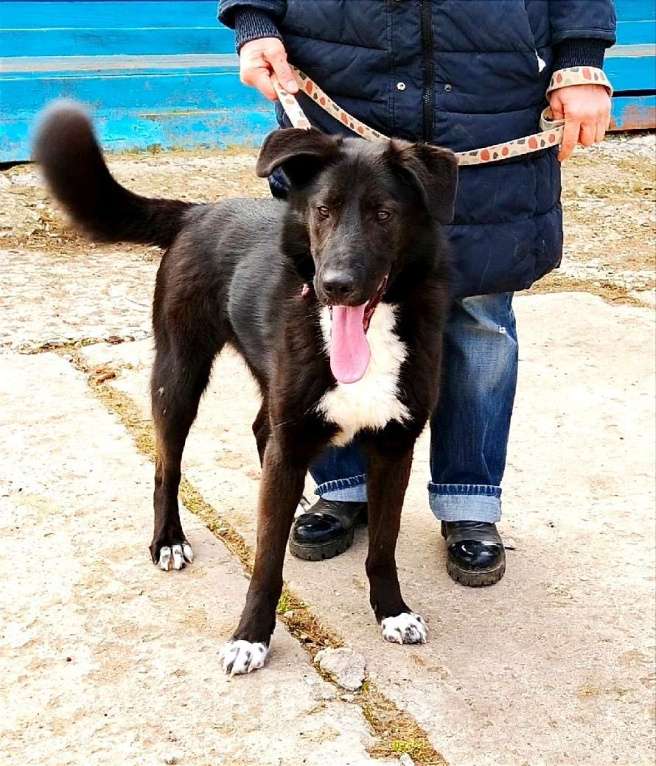 Собаки в Москве: Молоденький красавчик Туман ищет дом и семью Мальчик, Бесплатно - фото 5