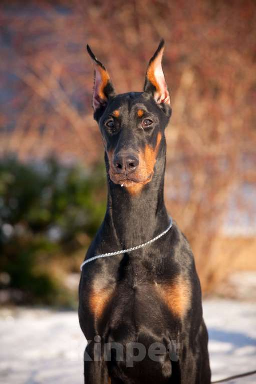 Собаки в Москве: Щенок доберман Девочка, 70 000 руб. - фото 3