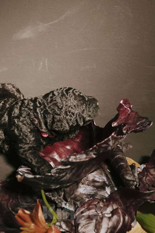 Собаки в Москве: EKHIDNA Испанская Водяная собака Девочка, 180 000 руб. - фото 9