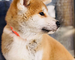 Собаки в Санкт-Петербурге: Продается щенок Акита ину 3 мес Мальчик, 65 000 руб. - фото 3