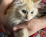Кошки в Воронеже: Персей котенок 4 месяца ждет добрые ручки! Мальчик, Бесплатно - фото 4