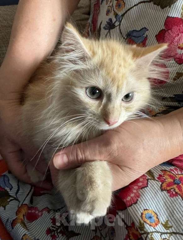 Кошки в Воронеже: Персей котенок 4 месяца ждет добрые ручки! Мальчик, Бесплатно - фото 4