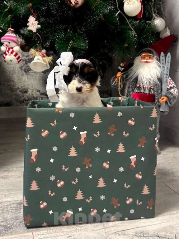 Собаки в Омске: Бивер-йоркширский терьер, щенок девочка Девочка, 60 000 руб. - фото 1