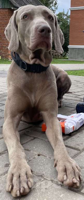 Собаки в Москве: Кобель для вязки  Мальчик, 25 000 руб. - фото 4