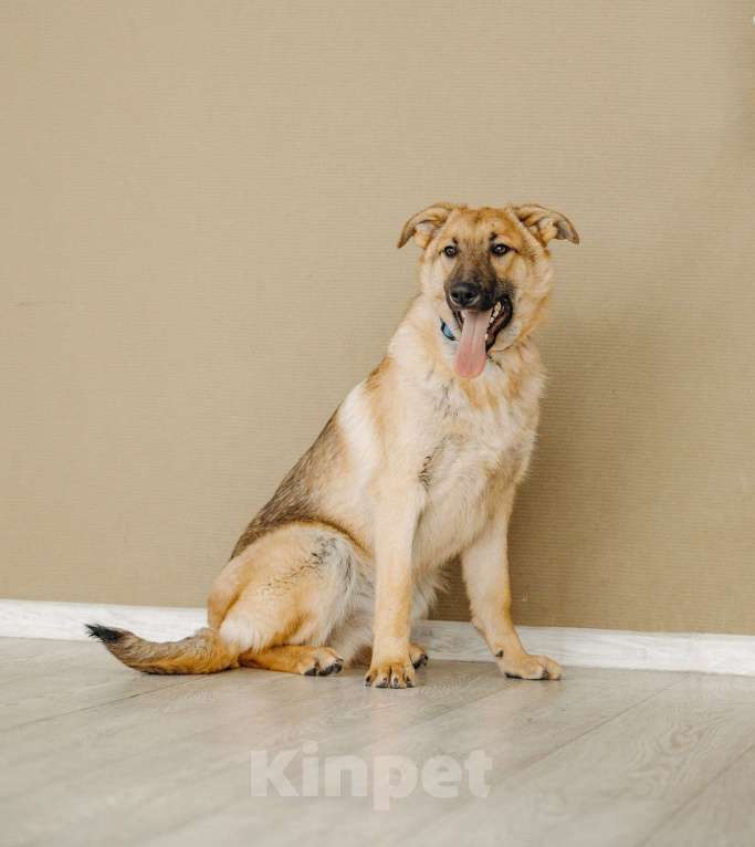 Собаки в Москве: Щенок бесплатно в Москве Мальчик, Бесплатно - фото 5