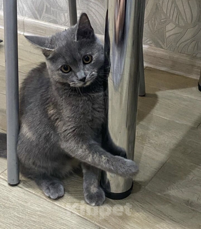 Кошки в Краснодаре: В добрые руки Девочка, Бесплатно - фото 1