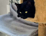 Кошки в Москве: Кошка Чернушка ищет дом Девочка, Бесплатно - фото 2
