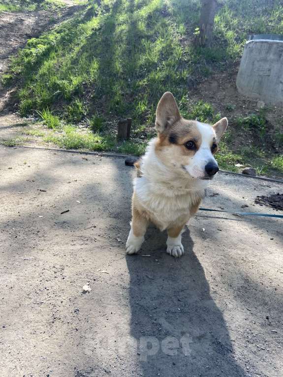 Собаки в Москве: Шелби ищет новый дом Мальчик, Бесплатно - фото 2