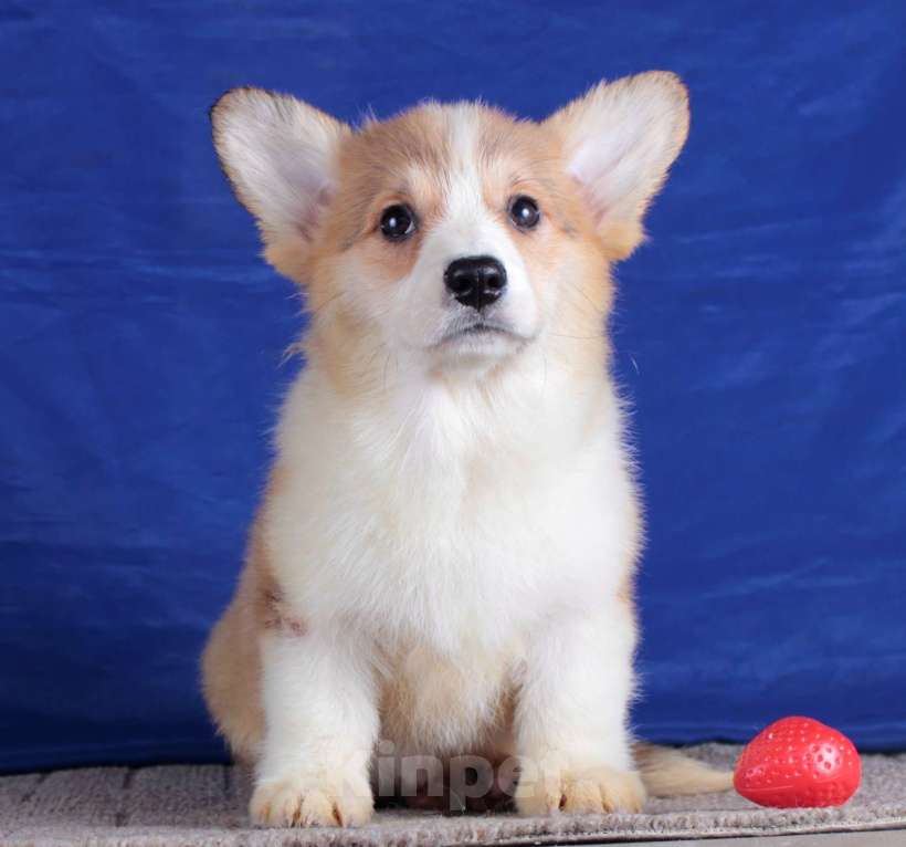 Собаки в Москве: вельш корги пемброк щенки от Интерчемпиона Девочка, 80 000 руб. - фото 2