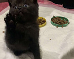 Кошки в Тихорецке: Чистокровный шотландский котик Мальчик, 7 000 руб. - фото 4